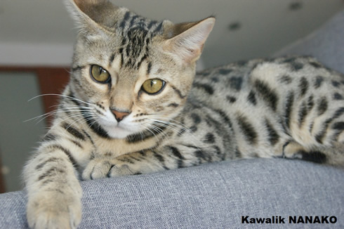 bengal cat